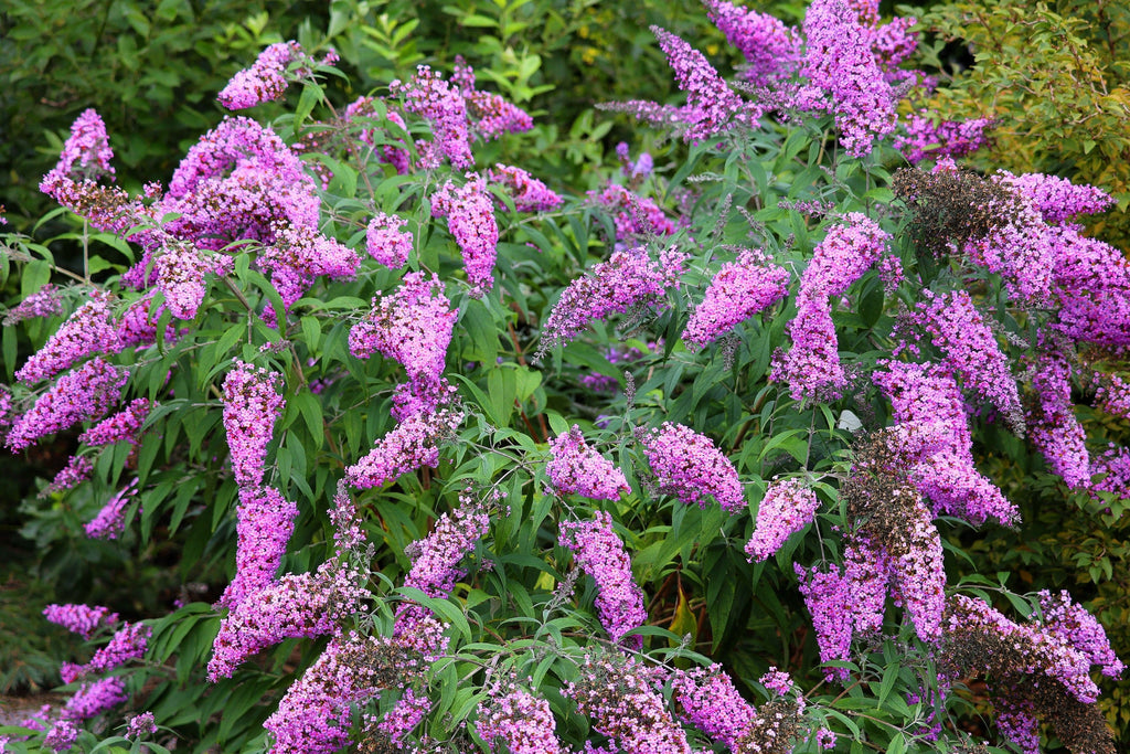 50 VIOLET BUTTERFLY BUSH Buddleja Davidii Purple Flower Seeds