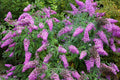 50 VIOLET BUTTERFLY BUSH Buddleja Davidii Purple Flower Seeds