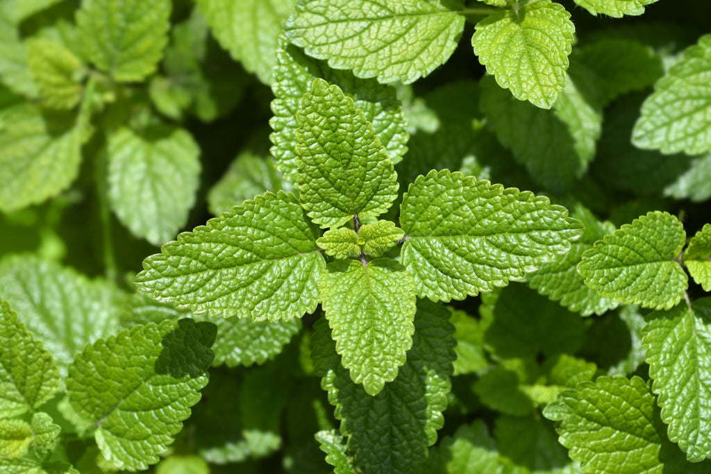 25 Orange MANDARINA BALM Mandarin Lemon Balm Melissa Officinalis Herb Seeds