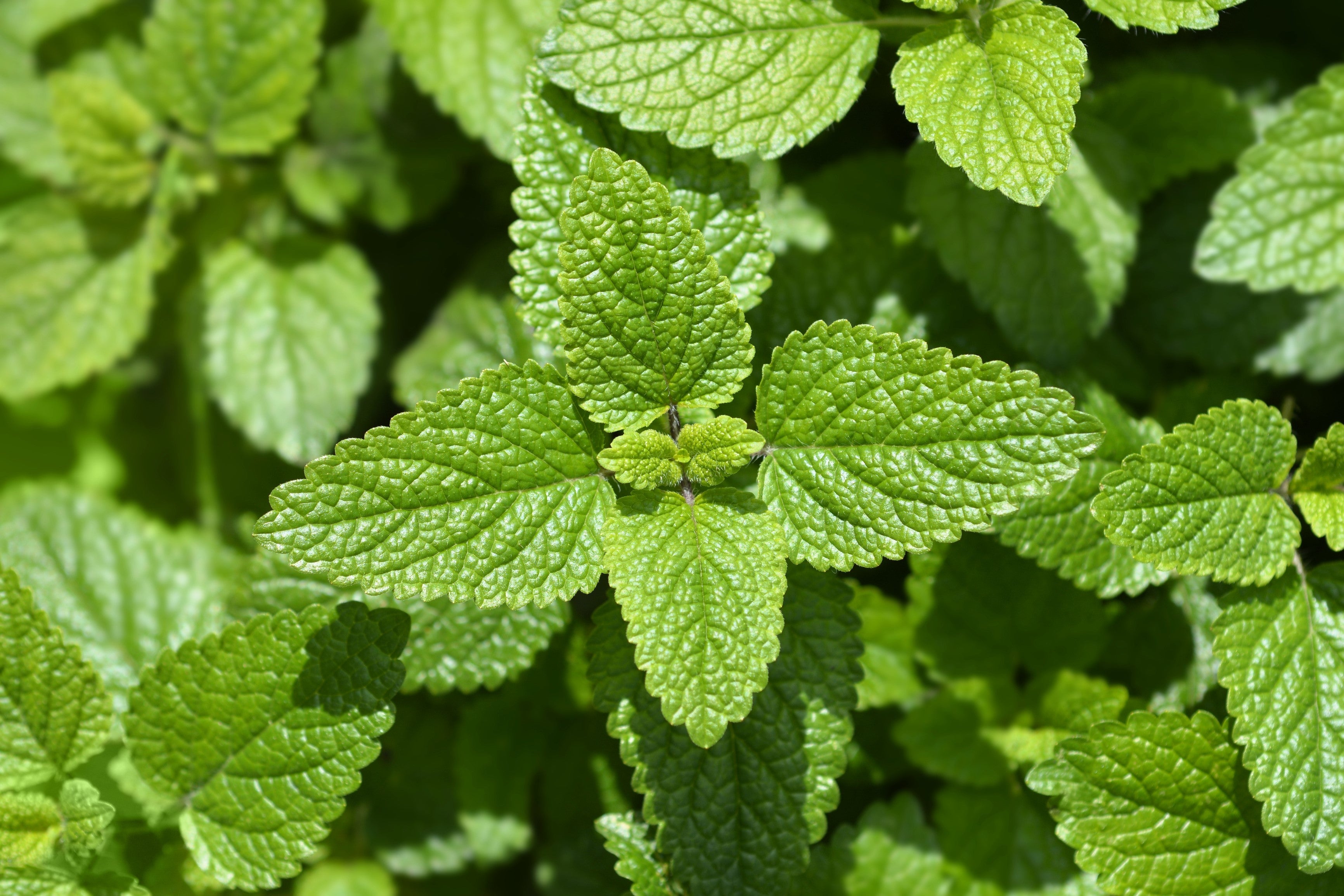 25 Orange MANDARINA BALM Mandarin Lemon Balm Melissa Officinalis Herb Seeds