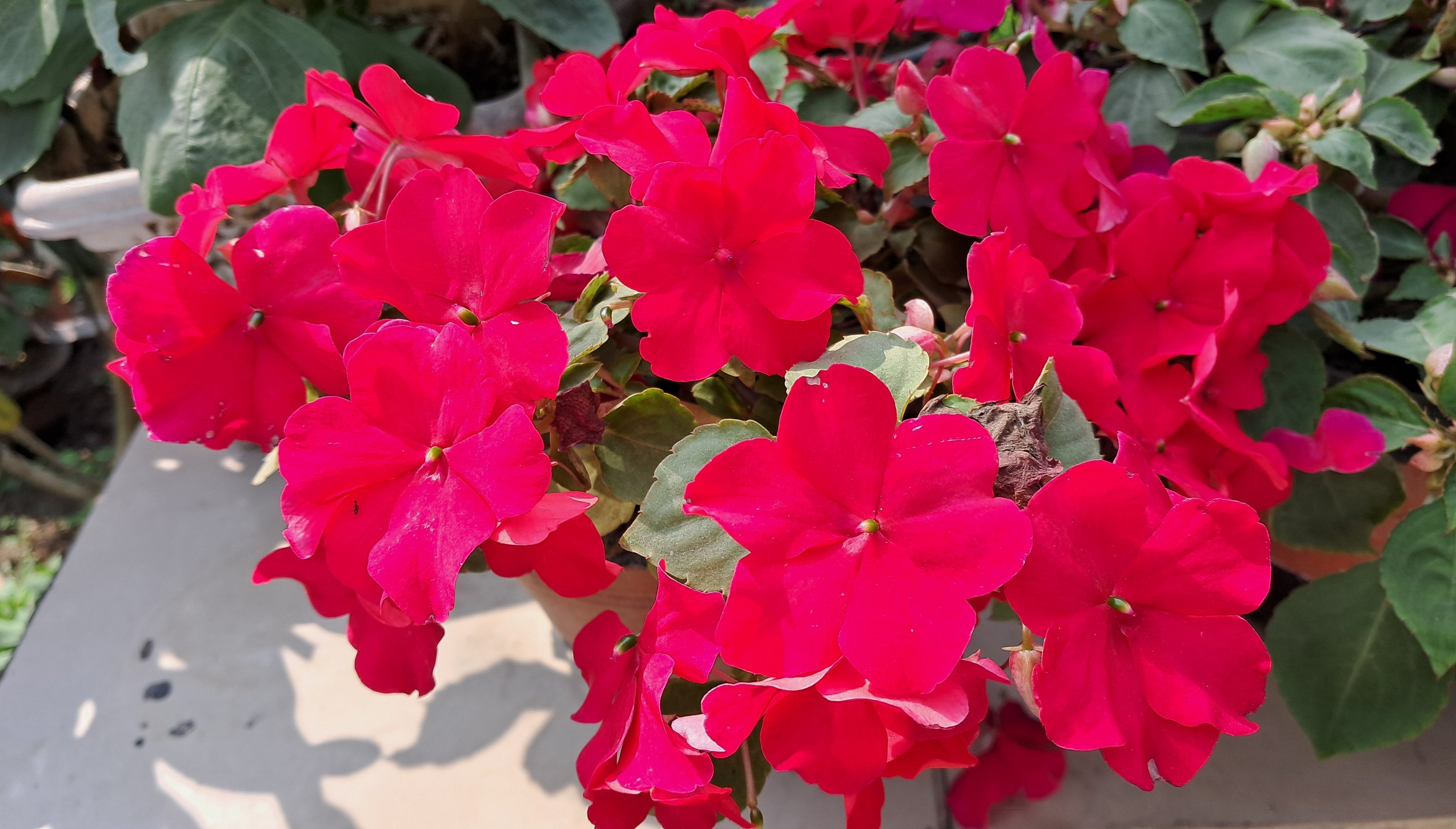 50 DWARF RED IMPATIENS Scarlet Walleriana Part Sun or Full Shade Flower Seeds