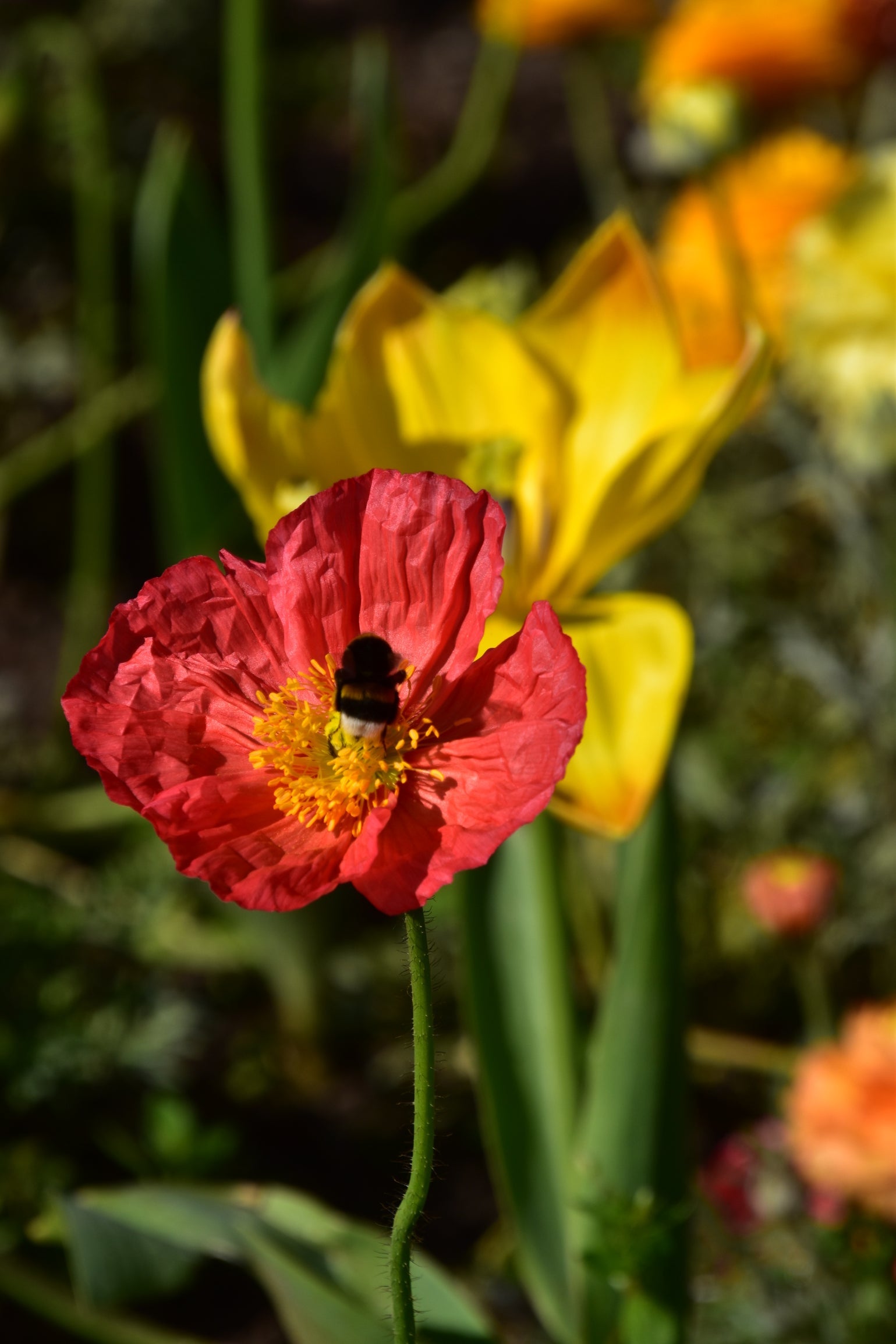2500 ICELAND POPPY MIX Papaver Nudicaule Mixed Colors Flower Seeds