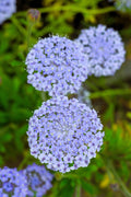 100 Organic BLUE LACE FLOWER aka Didiscus & Island Daisy Trachymene Coerulea Flower Seeds