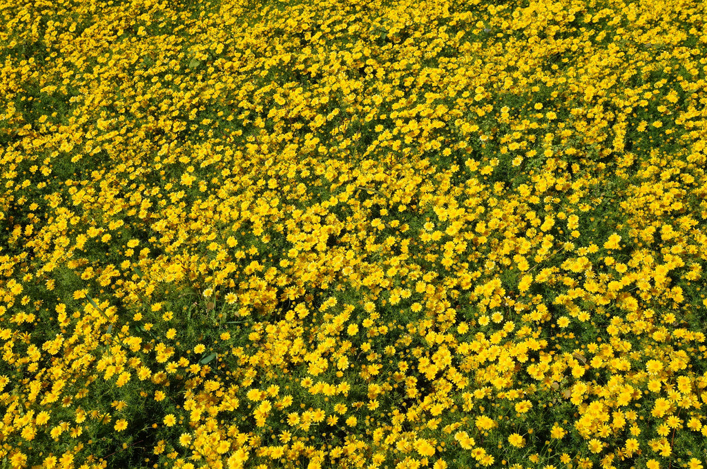 500 YELLOW CHRYSANTHEMUM Flower Seeds