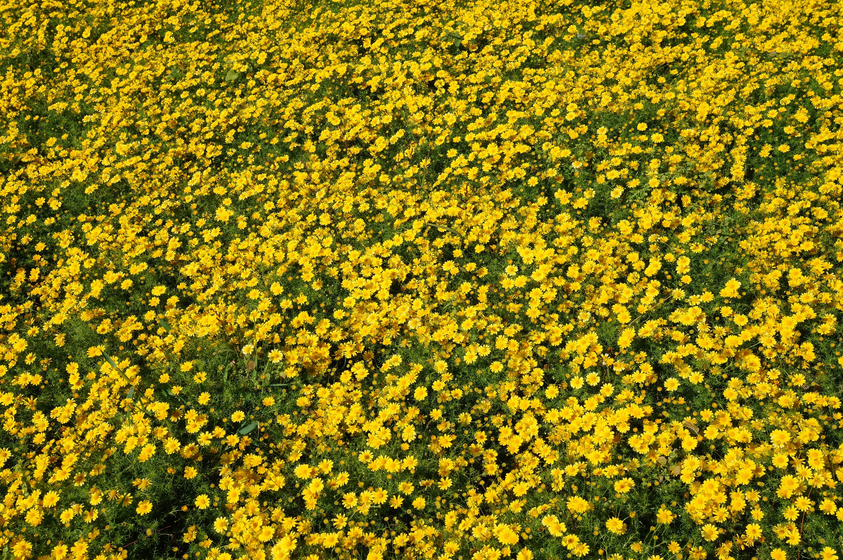 500 YELLOW CHRYSANTHEMUM Flower Seeds