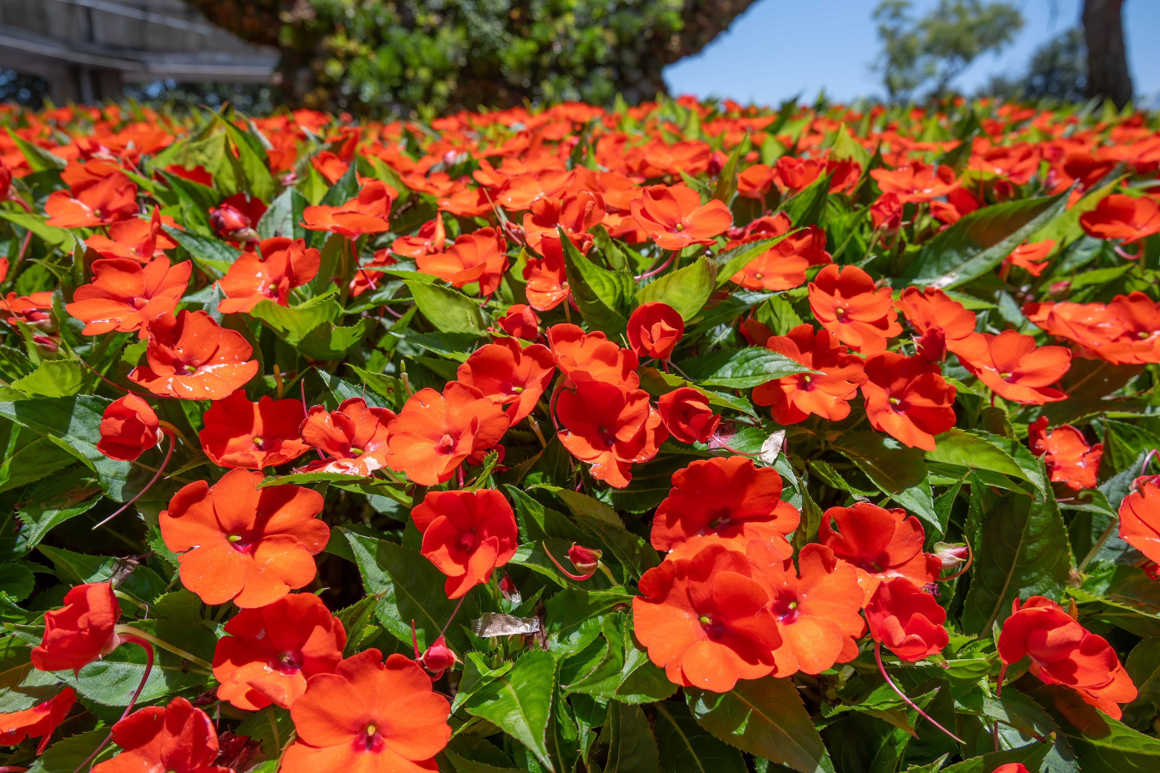 impatiens flower seeds 50 Dwarf ORANGE Impatiens Walleriana Sun or Full Shade Flower Seeds