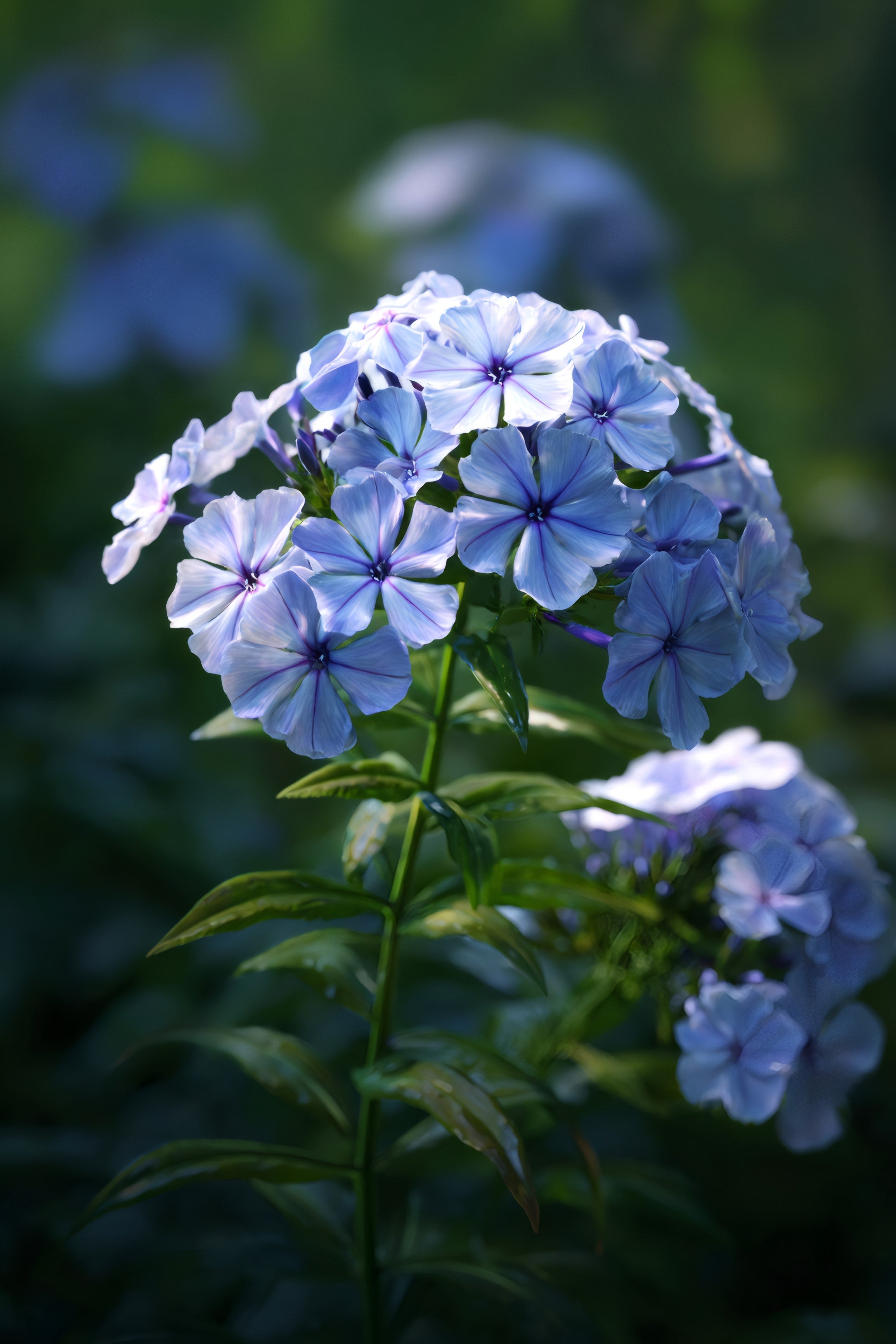 250 Dwarf BEAUTY BLUE PHLOX Drummondii Nana Compacta Fragrant Violet Blue Flower Seeds