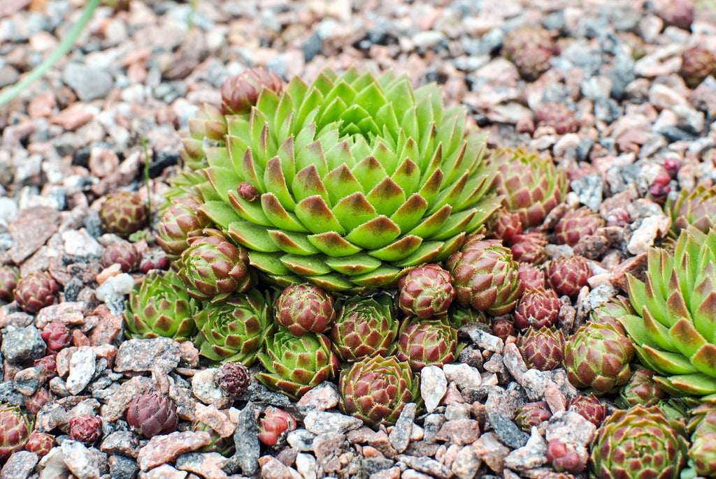 25 MIXED HENS & CHICKS Chickens Succulent (Live Forever) Sempervivum Flower Seeds