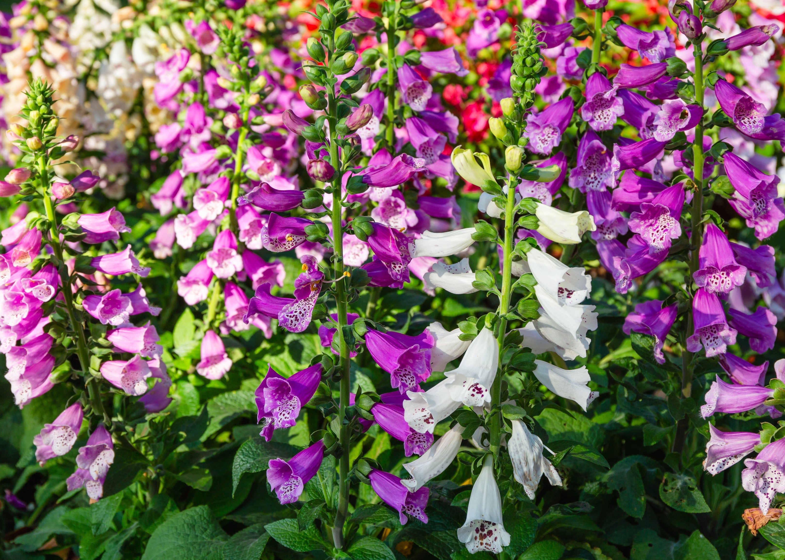 1000 FOXGLOVE EXCELSIOR MIX Digitalis Purpurea Mixed Colors Shade Flower Seeds