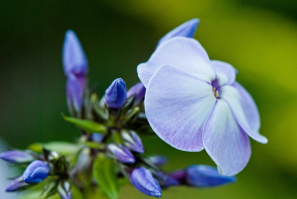 250 Dwarf BEAUTY BLUE PHLOX Drummondii Nana Compacta Fragrant Violet Blue Flower Seeds