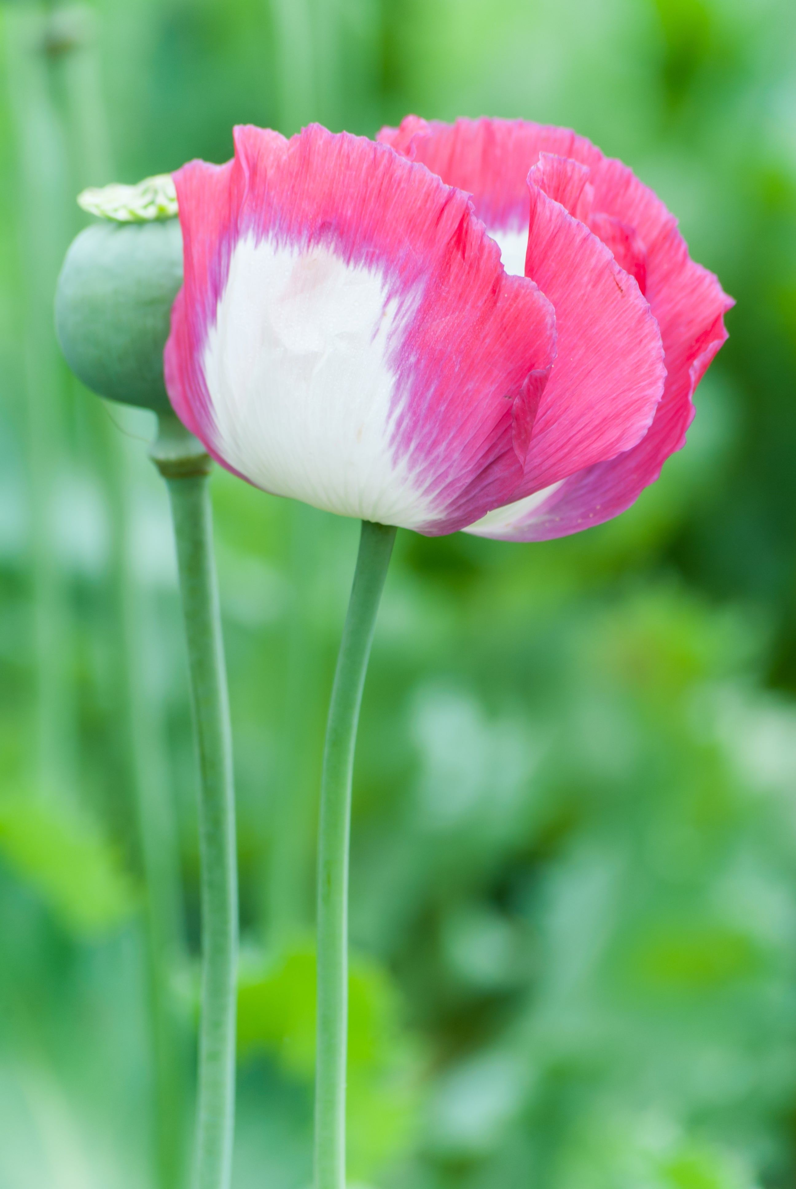200 Organic AMPHORA POPPY Pink & White Papaver Somniferum Flower Seeds