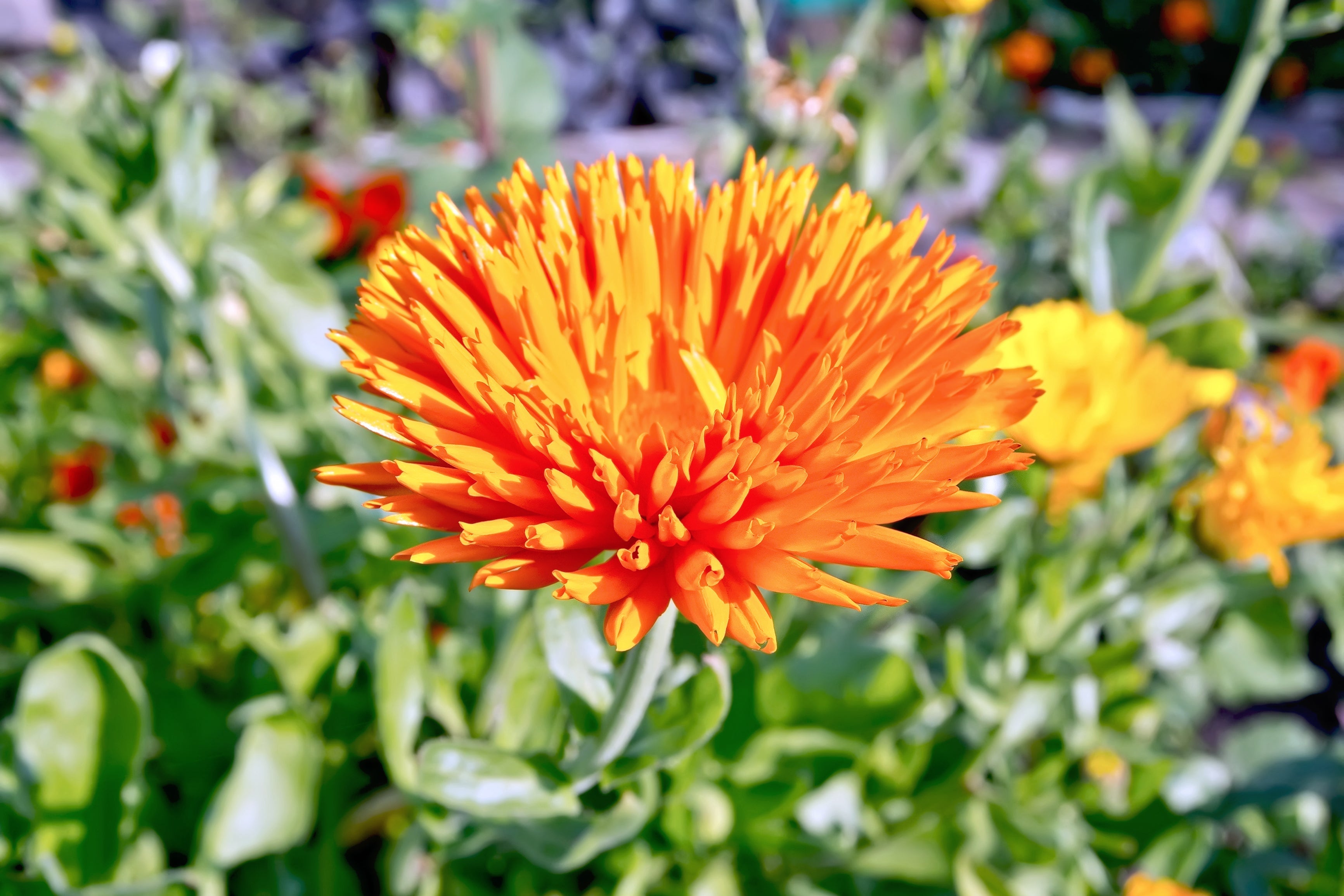 50 RADIO ENGLISH MARIGOLD Calendula Officinalis Orange & Yellow Pot Marigold Flower Seeds