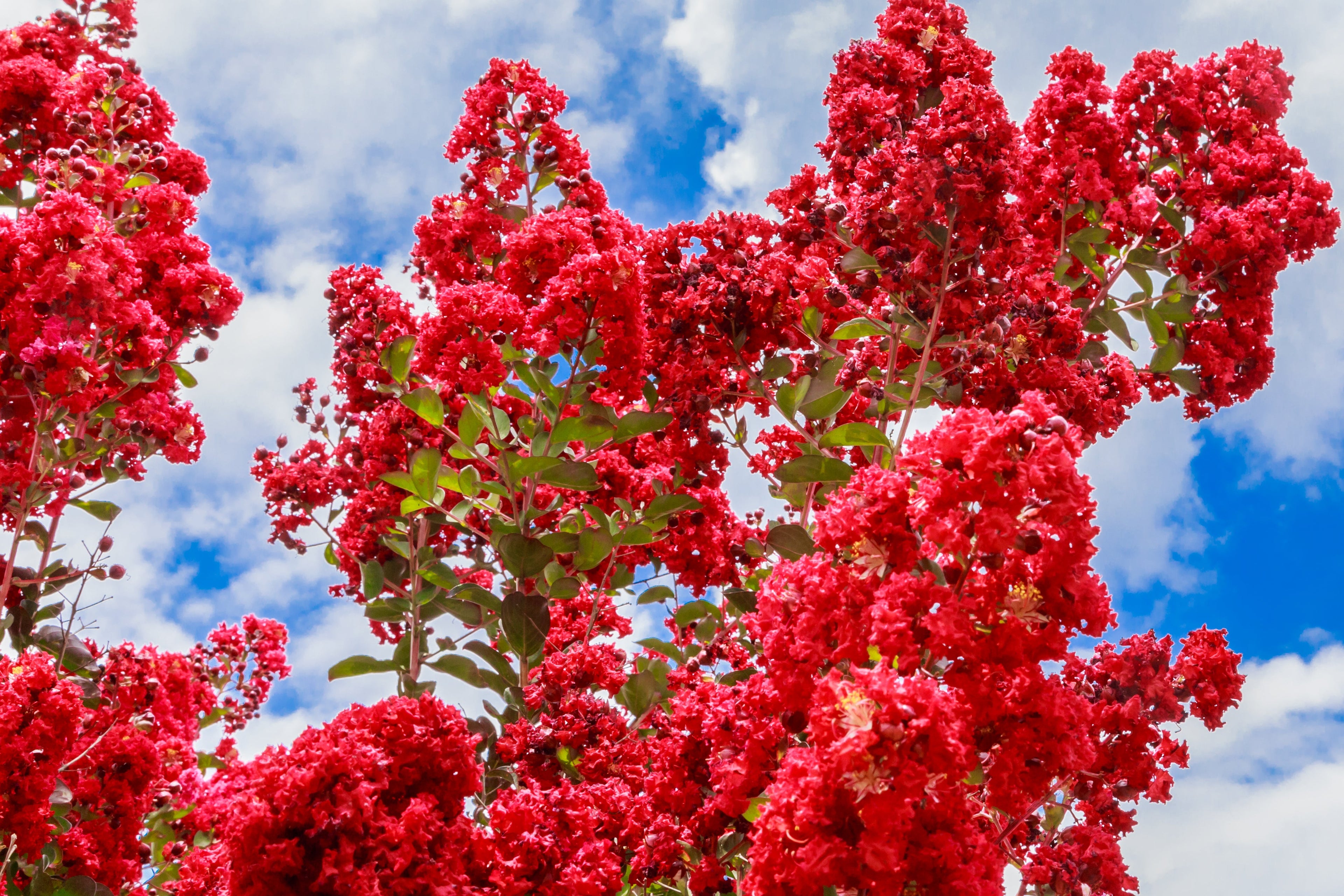50 MIXED CREPE MYRTLE Lagerstroemia Indica Tree Shrub Crape  6 Color Mix - Red, Purple, Light Pink, Dark Pink, White, & Lilac Flower Seeds