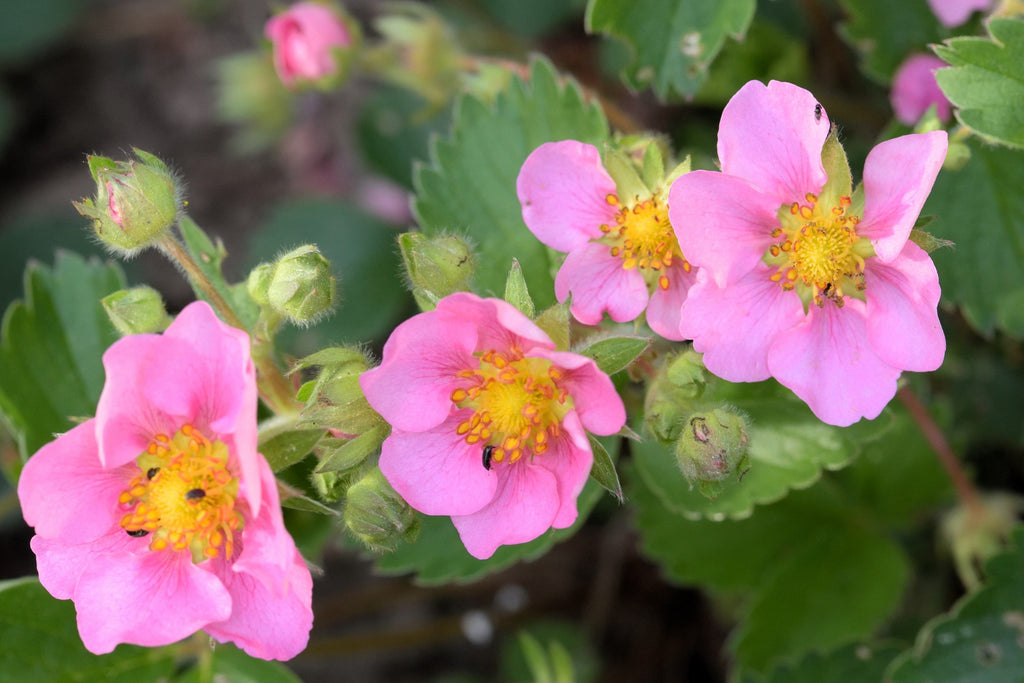 100 VESCA BARON STRAWBERRY Solemacher Berry Fragari Fruit Seeds