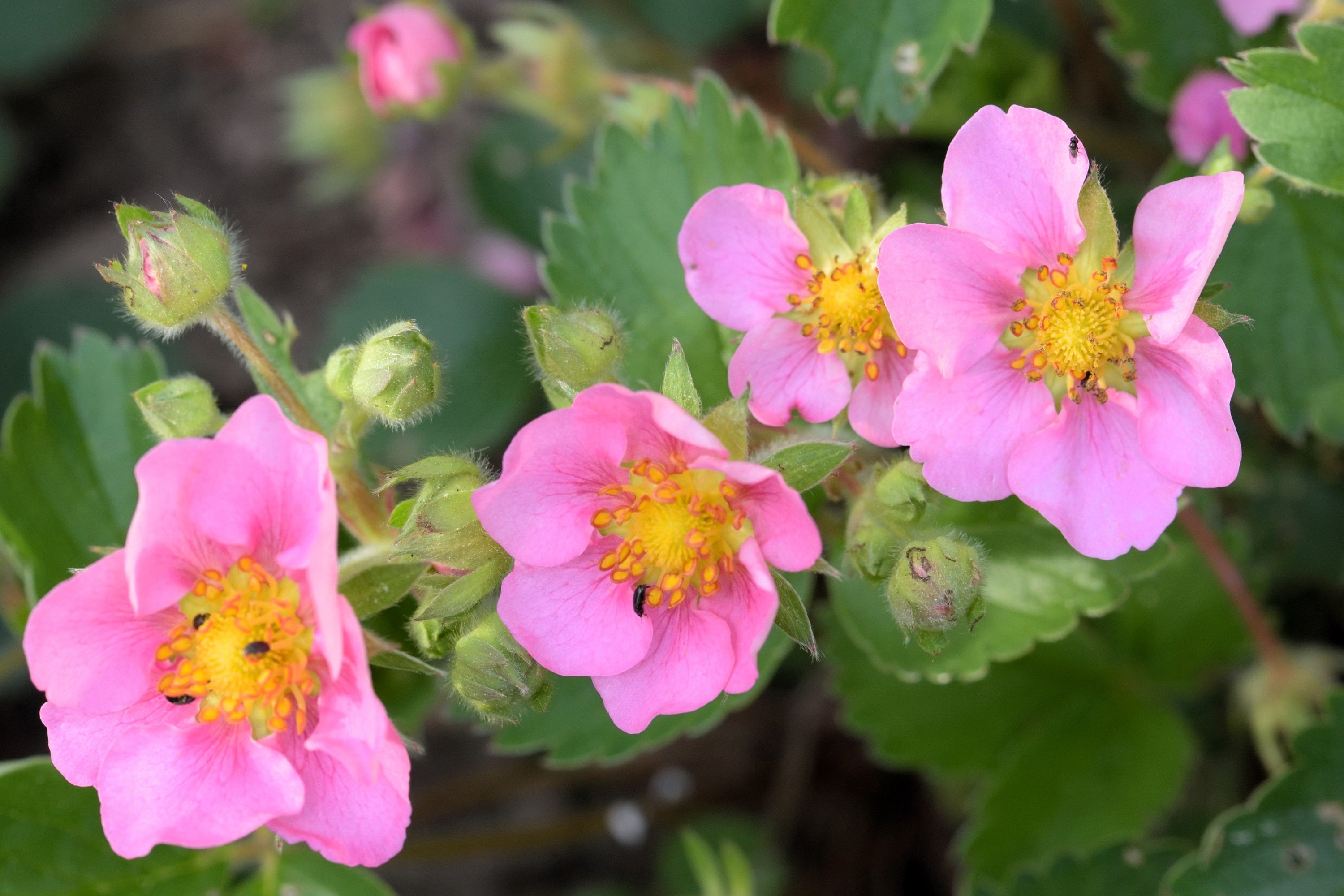 100 VESCA BARON STRAWBERRY Solemacher Berry Fragari Fruit Seeds