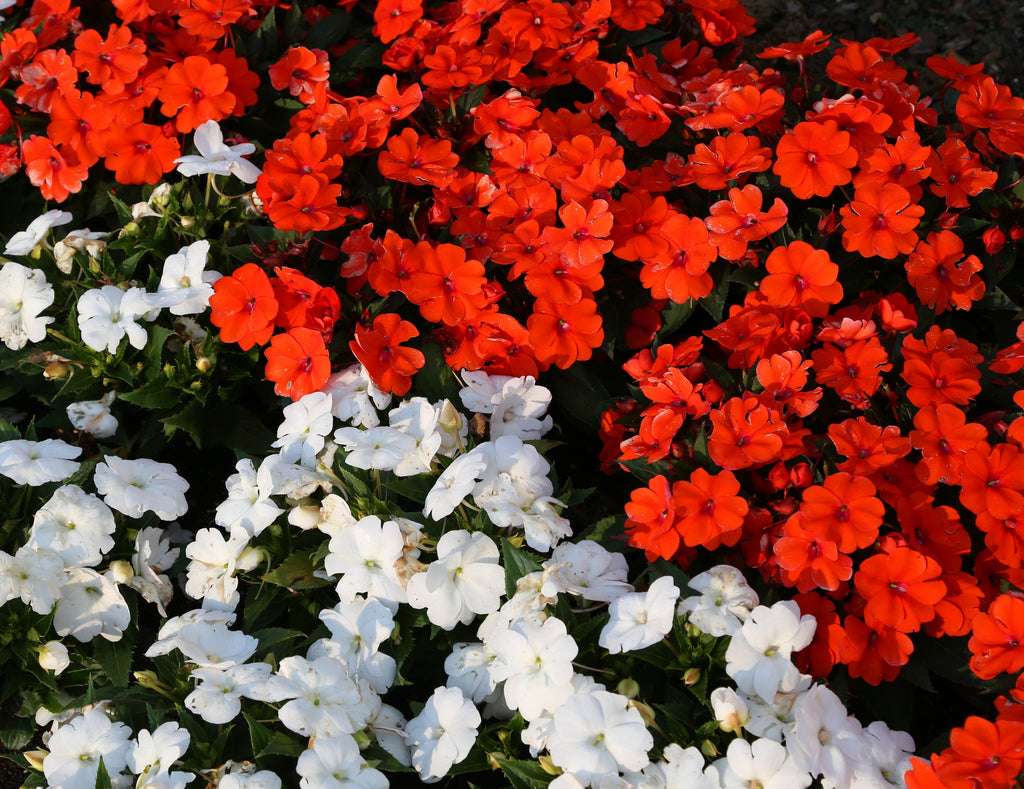 50 DWARF RED IMPATIENS Scarlet Walleriana Part Sun or Full Shade Flower Seeds