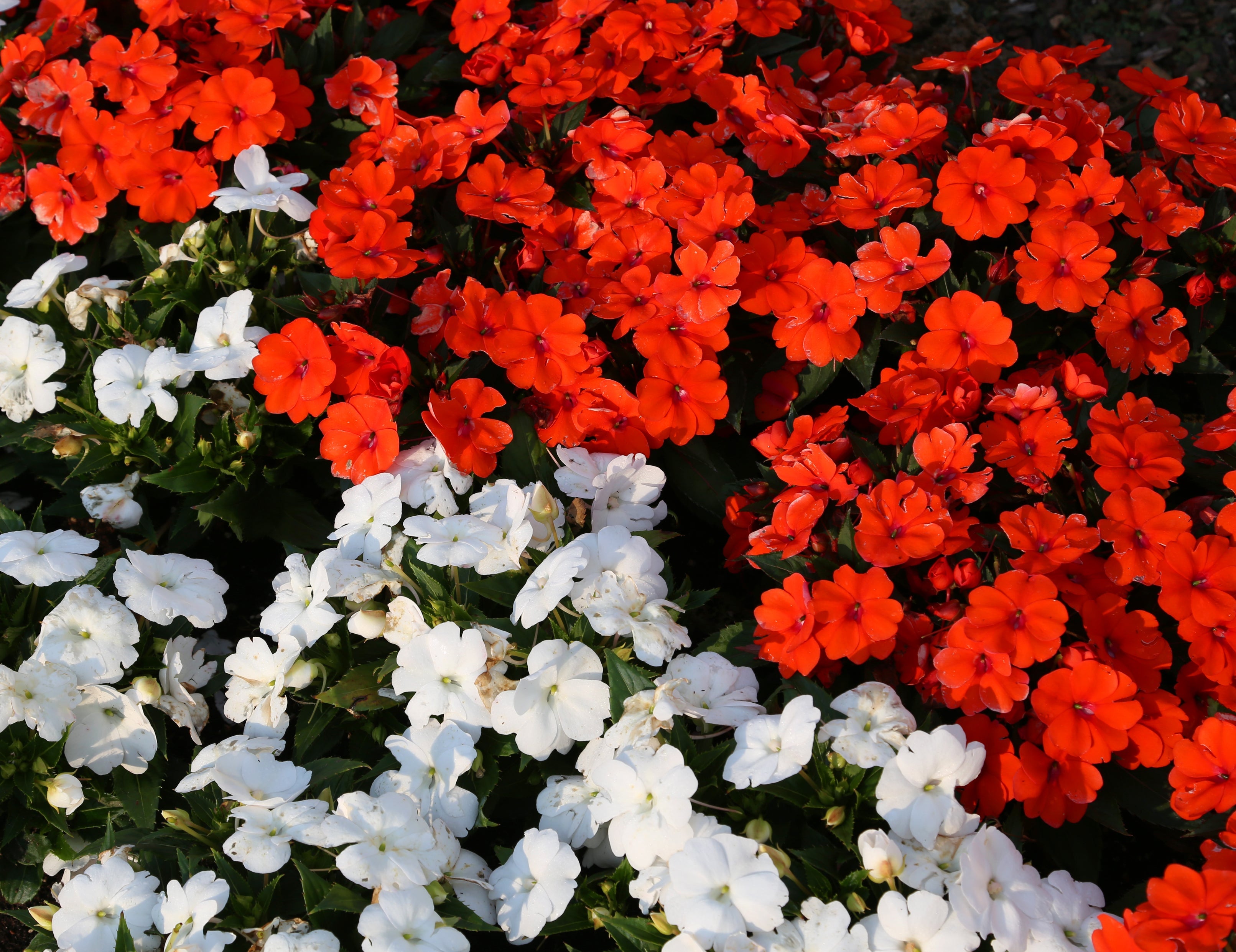 50 DWARF RED IMPATIENS Scarlet Walleriana Part Sun or Full Shade Flower Seeds