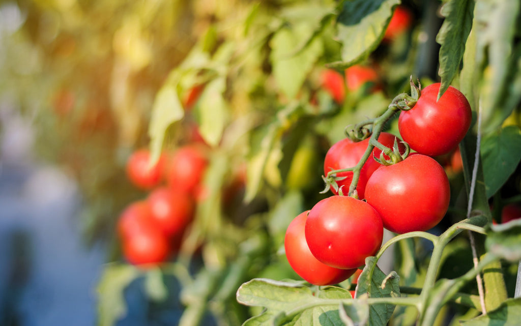 1 Oz Bulk ITALIAN TREE TOMATO 'Trip L Crop' Seeds - 1 Ounce = Approx 9500 Seeds