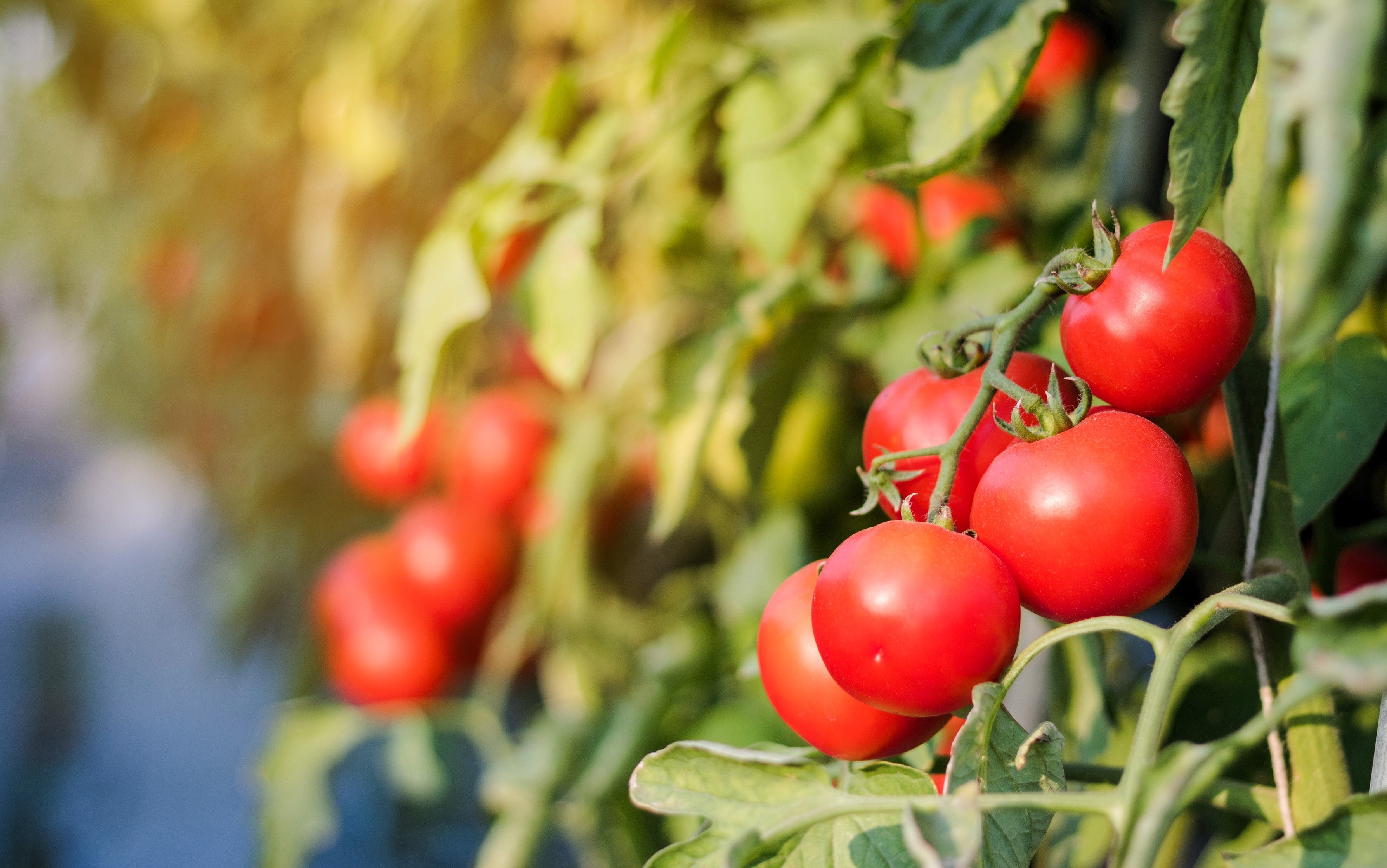 1 Oz Bulk ITALIAN TREE TOMATO 'Trip L Crop' Seeds - 1 Ounce = Approx 9500 Seeds