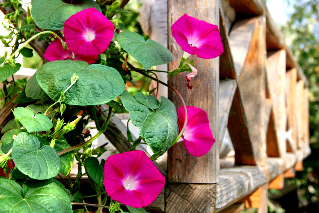 50 SCARLET O'Hara MORNING GLORY Red Ipomoea Nil Flower Vine Seeds