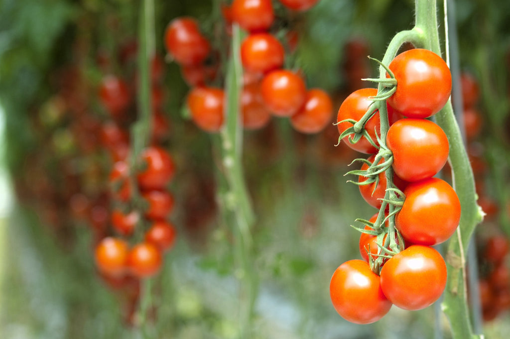 1 Oz Bulk ITALIAN TREE TOMATO 'Trip L Crop' Seeds - 1 Ounce = Approx 9500 Seeds