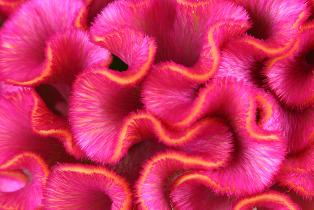 100 CORAL GARDENS Mix CELOSIA Cockscomb Celosia Argentea Cristata Flower Seeds