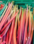 500 Organic REDVENTURE CELERY Apium Graveolens Herb Vegetable Seeds Stalk Red - Golden Pink w/Green Leaves
