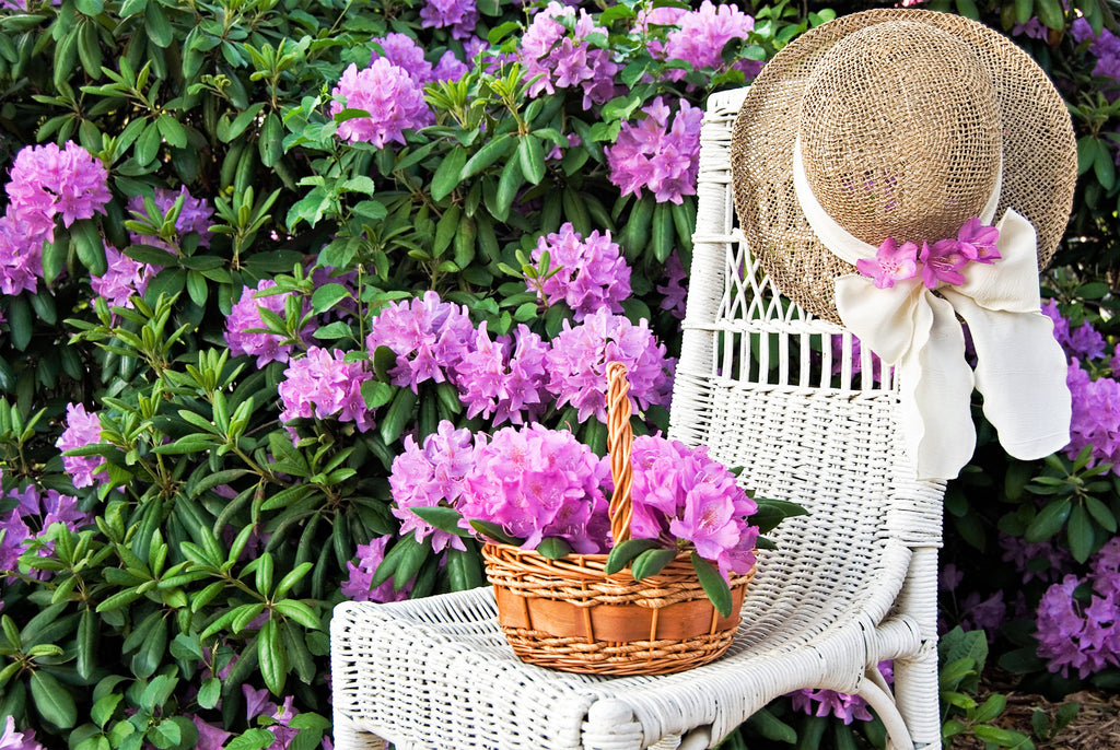 40 CAROLINA RHODODENDRON Carolinianum Dwarf Azalea Pink Purple Flower Shrub Seeds