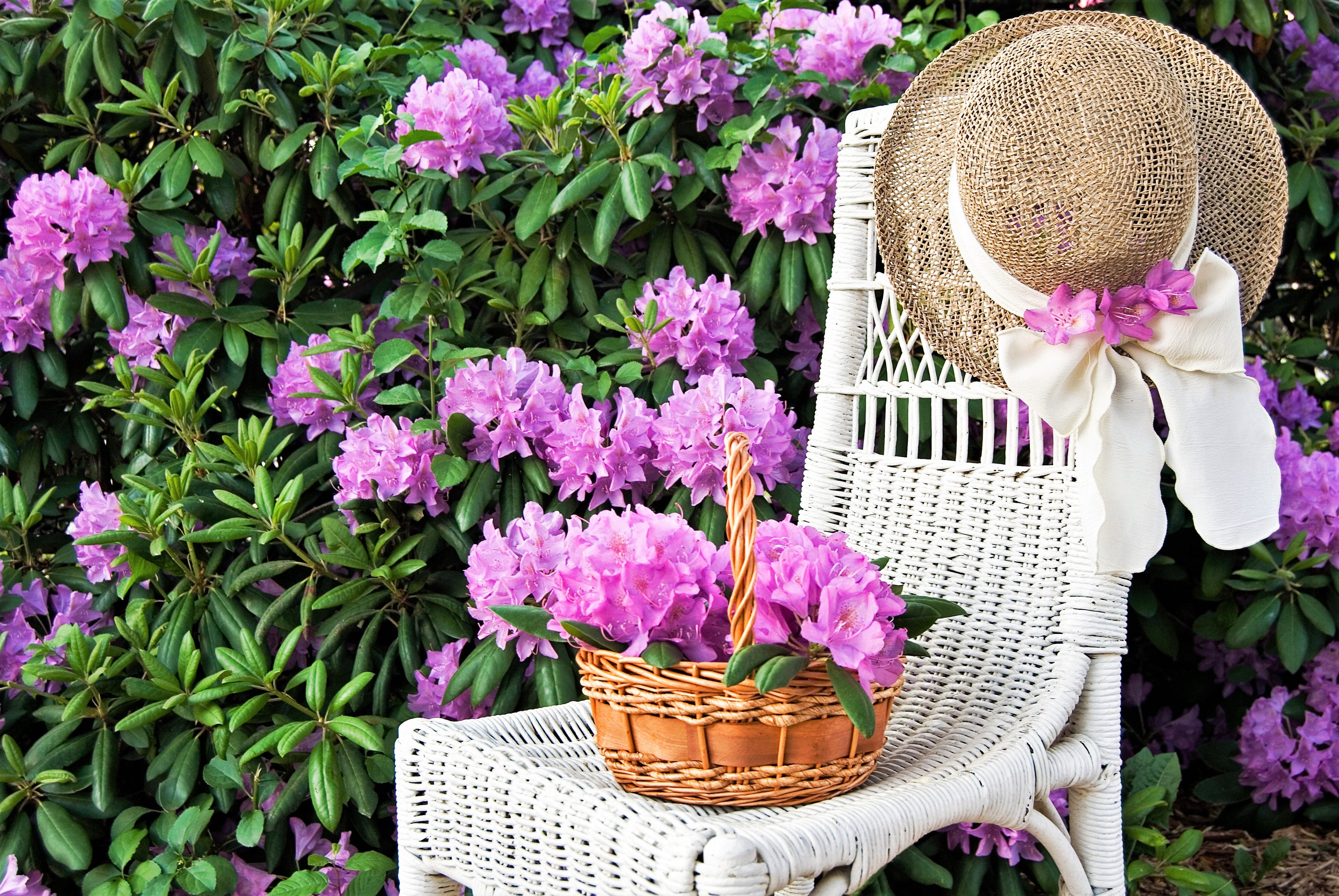 40 CAROLINA RHODODENDRON Carolinianum Dwarf Azalea Pink Purple Flower Shrub Seeds