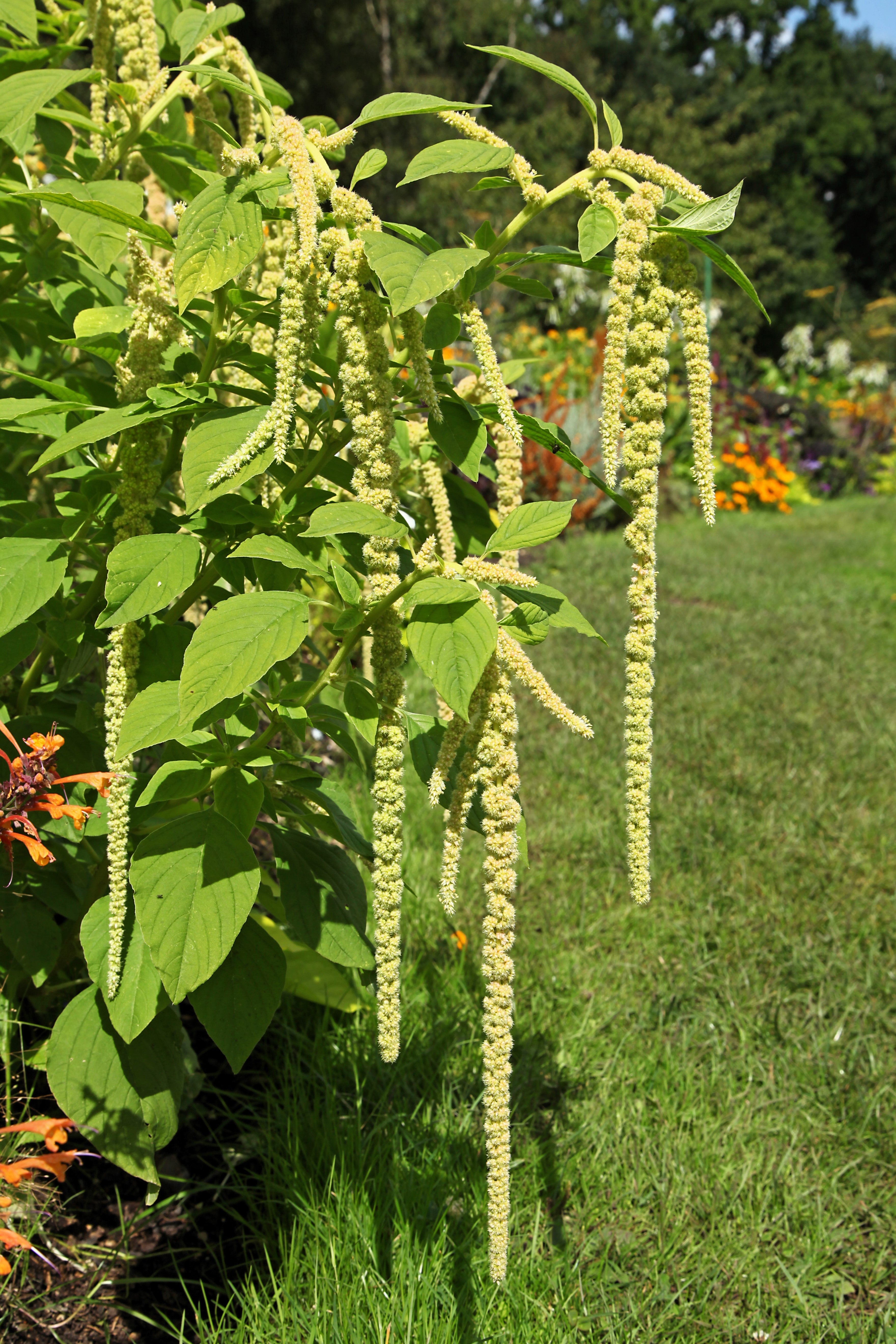 150 AMARANTHUS GREEN TAILS Amaranthus Caudatus Flower Seeds