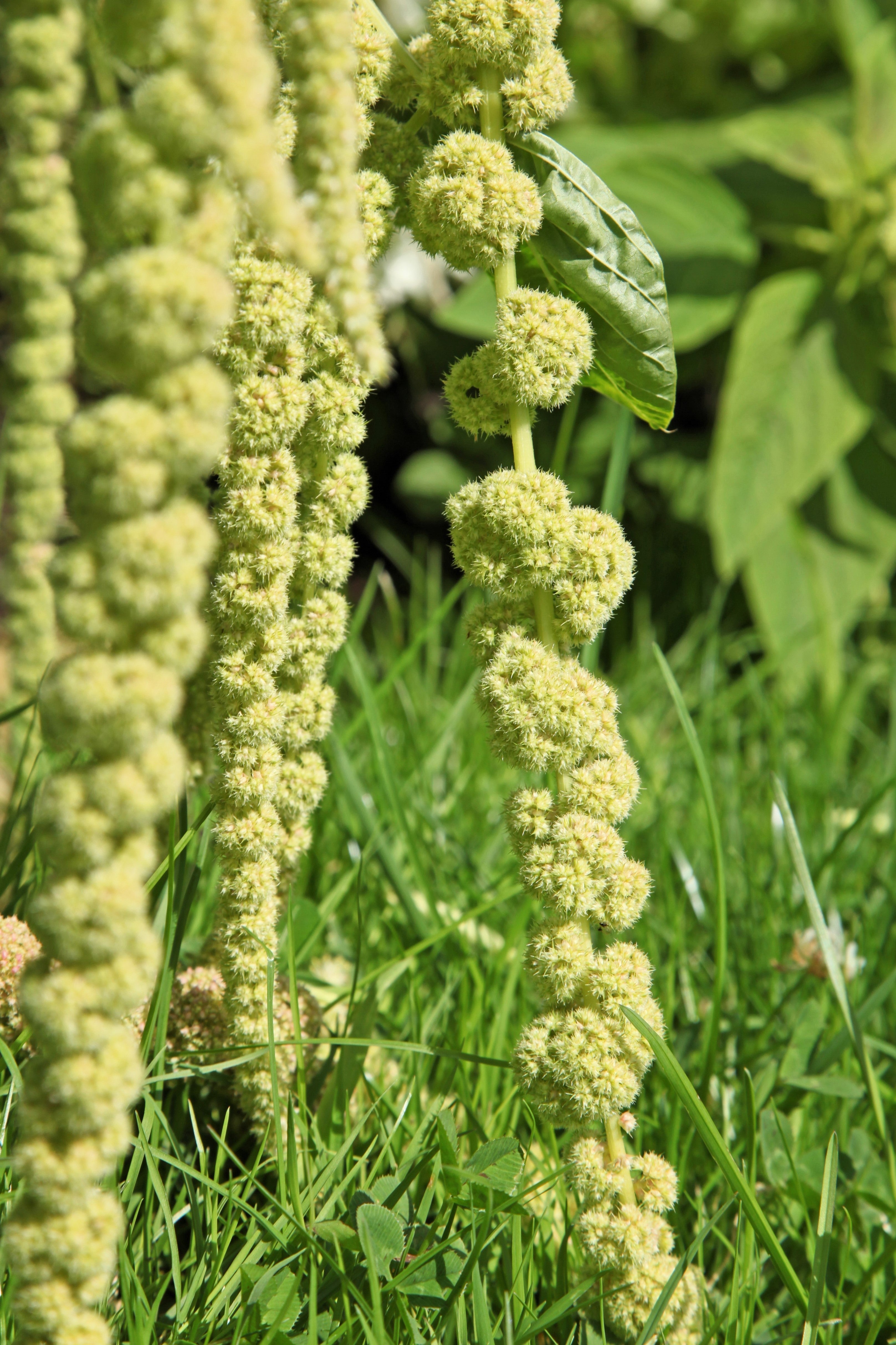 150 AMARANTHUS GREEN TAILS Amaranthus Caudatus Flower Seeds