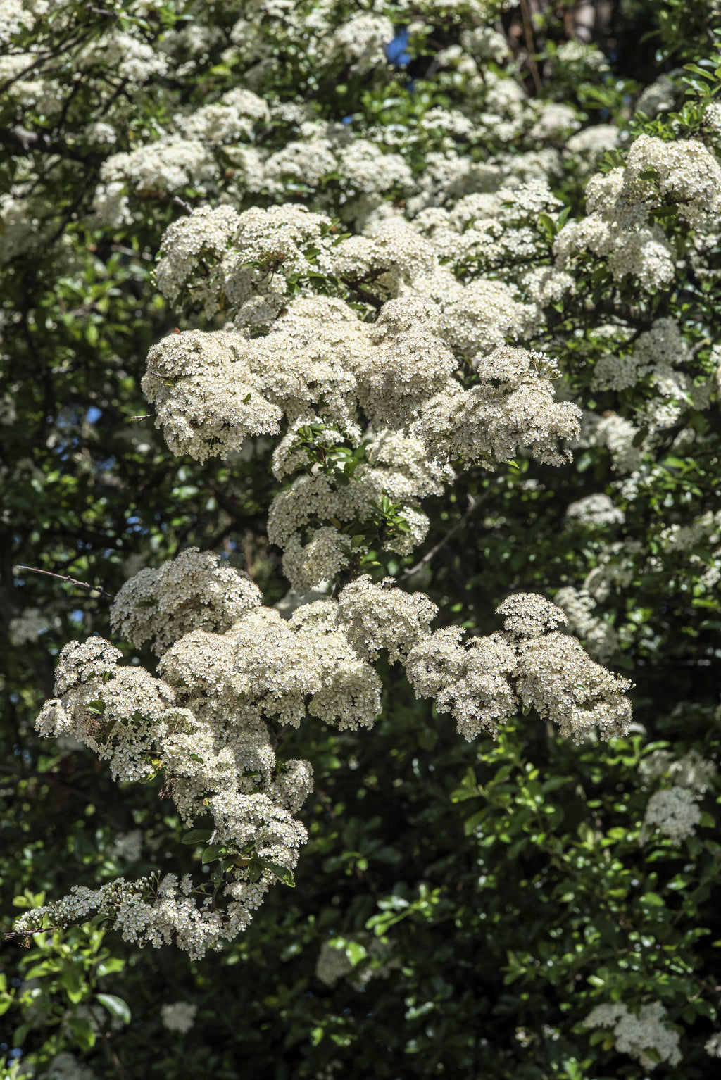 50 White CHINESE SPIREA Spiraea Chinensis Meadowsweet Flower Bush Shrub Seeds