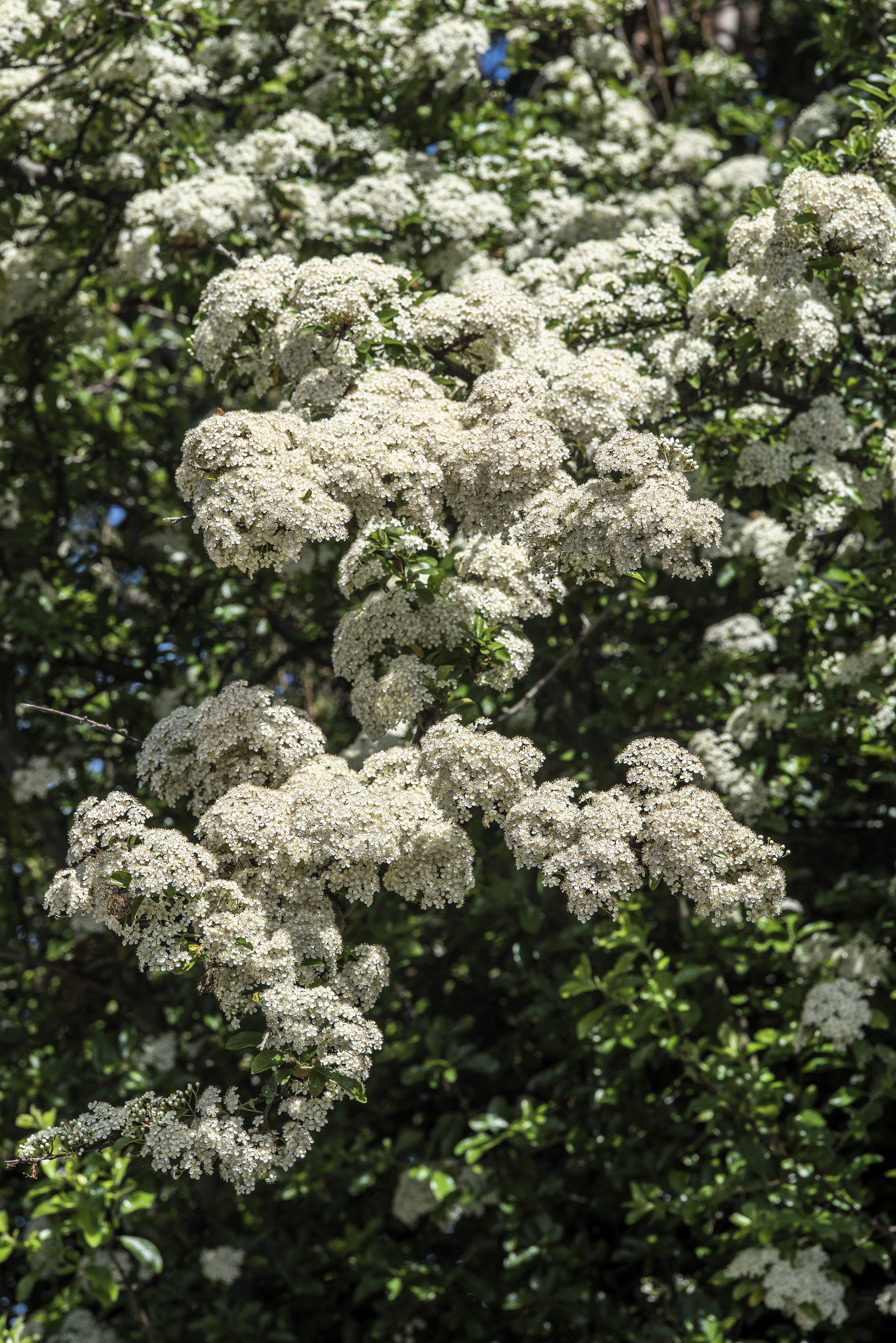 50 White CHINESE SPIREA Spiraea Chinensis Meadowsweet Flower Bush Shrub Seeds