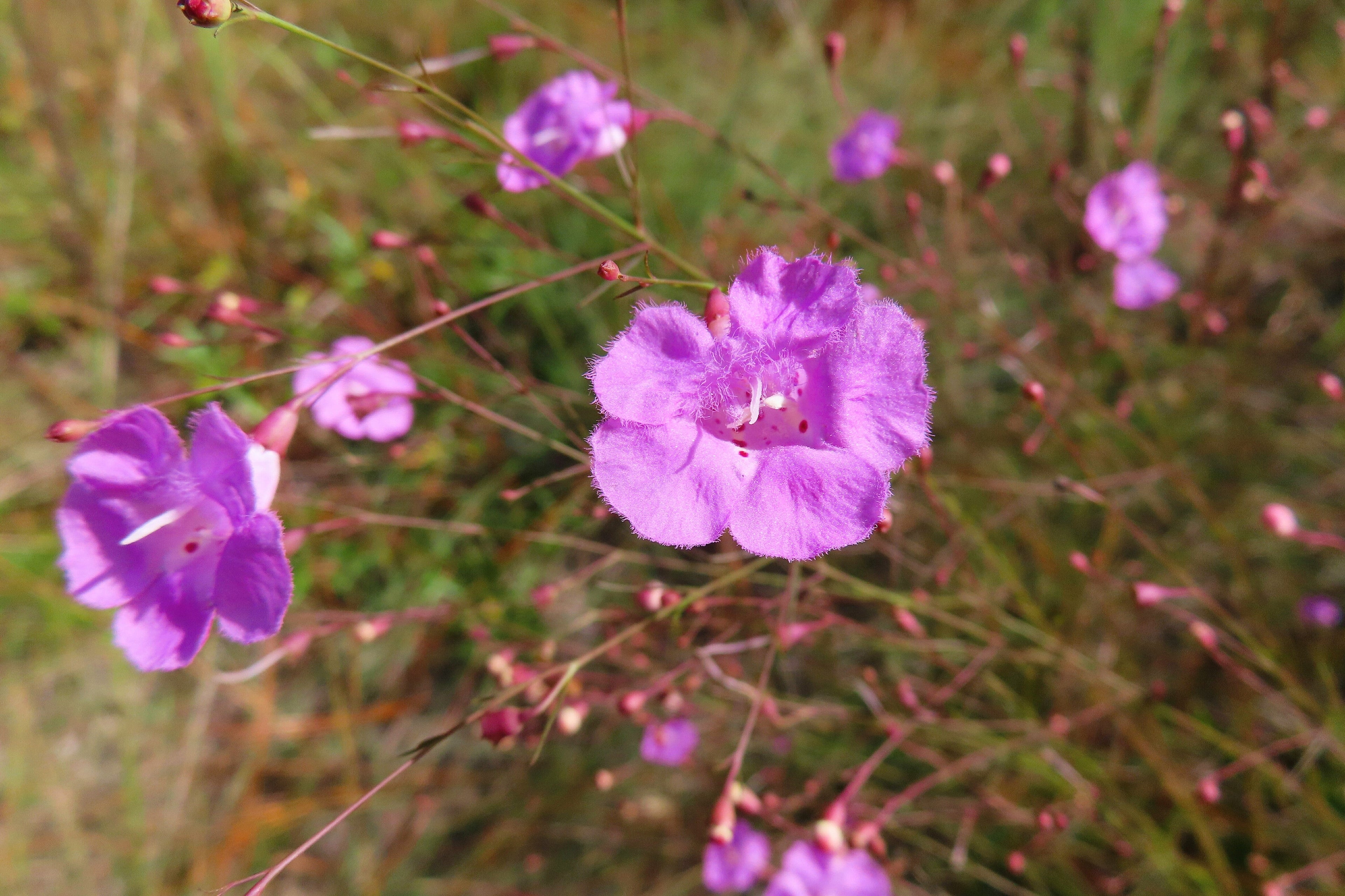 100 FALSE SLENDERLEAF FOXGLOVE Purple Gerardia Agalinis Tenuifolia Flower Seeds