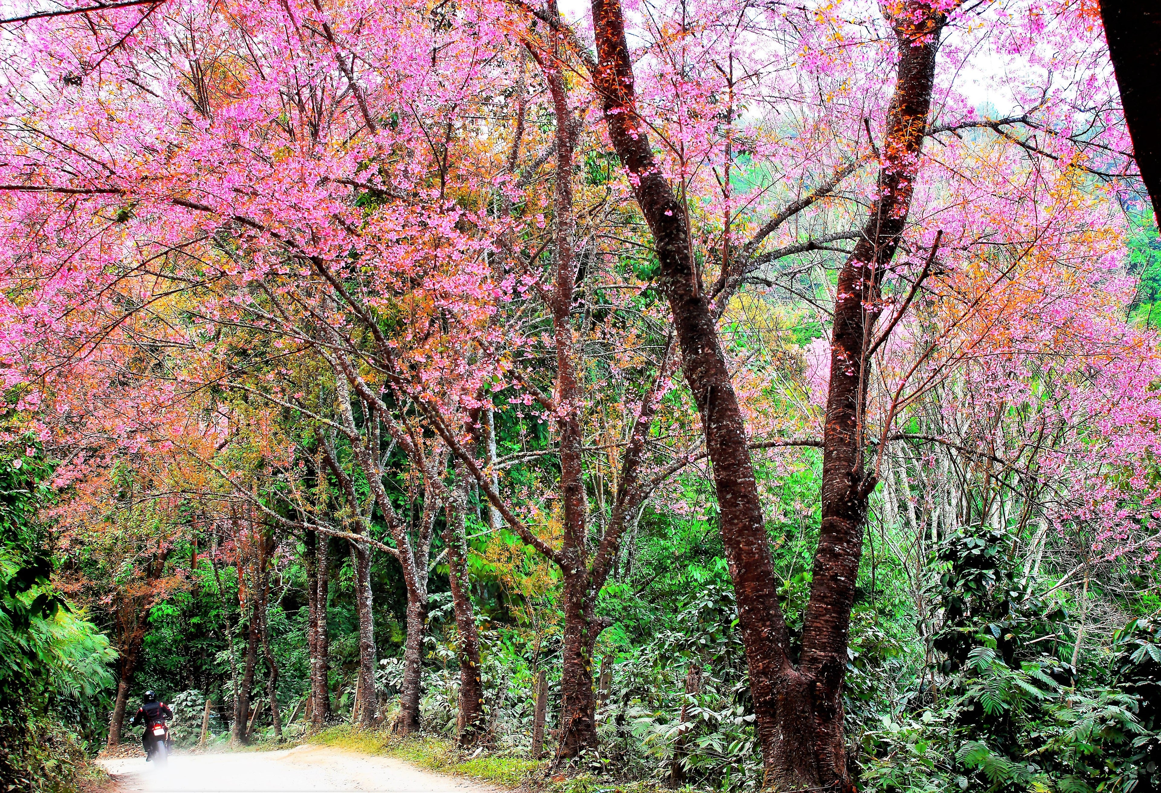 5 HIMALAYAN CHERRY Prunus Cerasoides Pink Flowers Red Fruit Tree Seeds