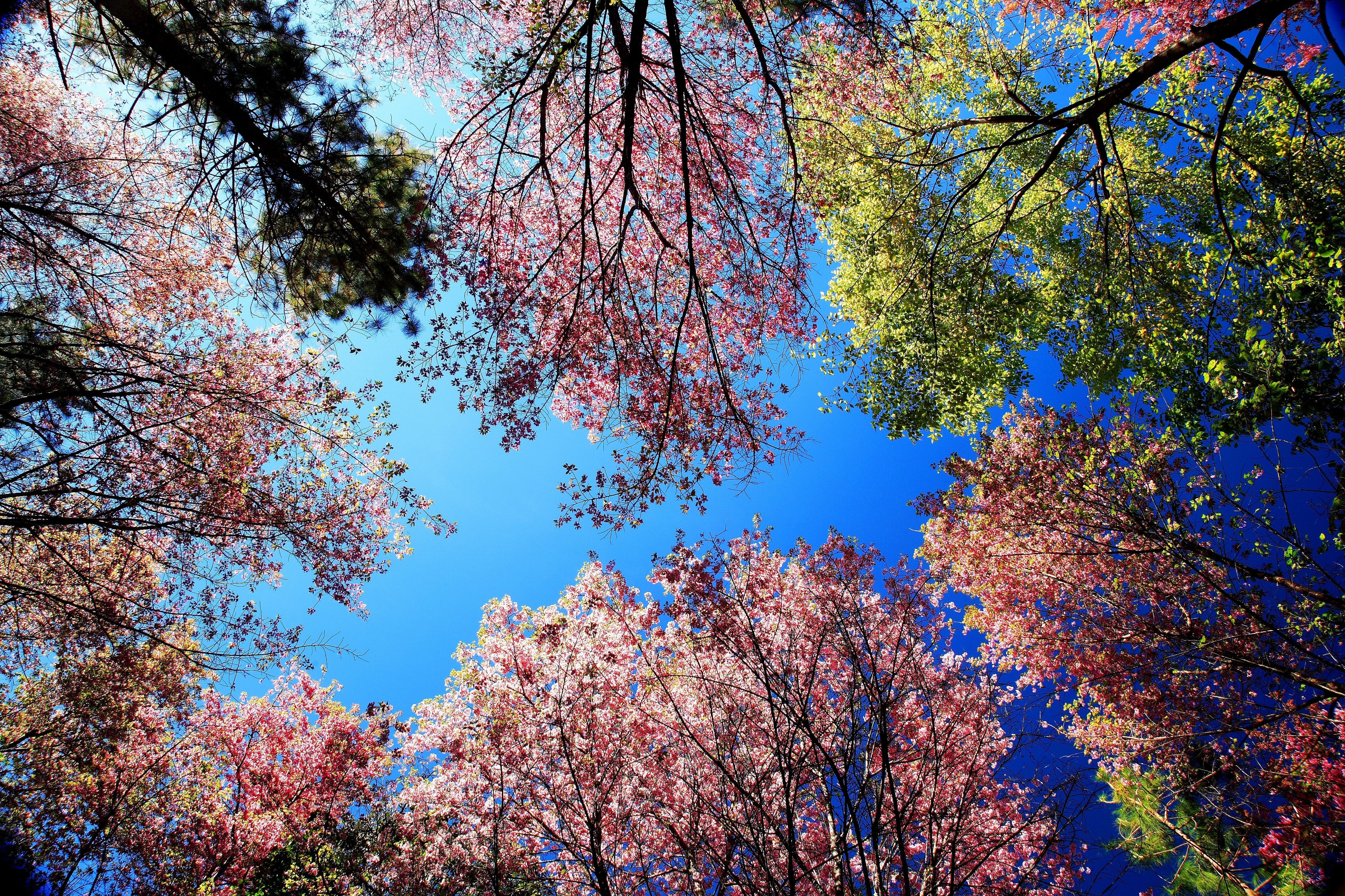 5 HIMALAYAN CHERRY Prunus Cerasoides Pink Flowers Red Fruit Tree Seeds