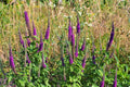 100 PURPLE TAILS WOOD SAGE Teucrium Hyrcanicum Caucasian Germander Herb Reddish Purple Flower Seeds