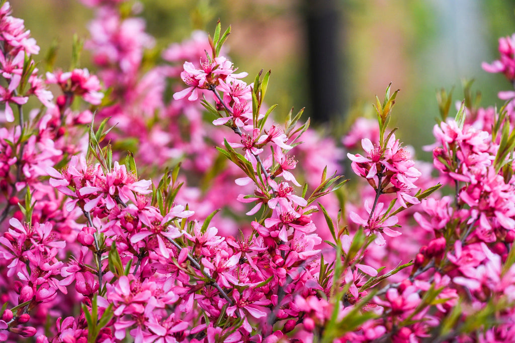 5 DWARF RUSSIAN ALMOND Prunus Tenella Rose Red Pink Fragrant Flower Shrub Seeds