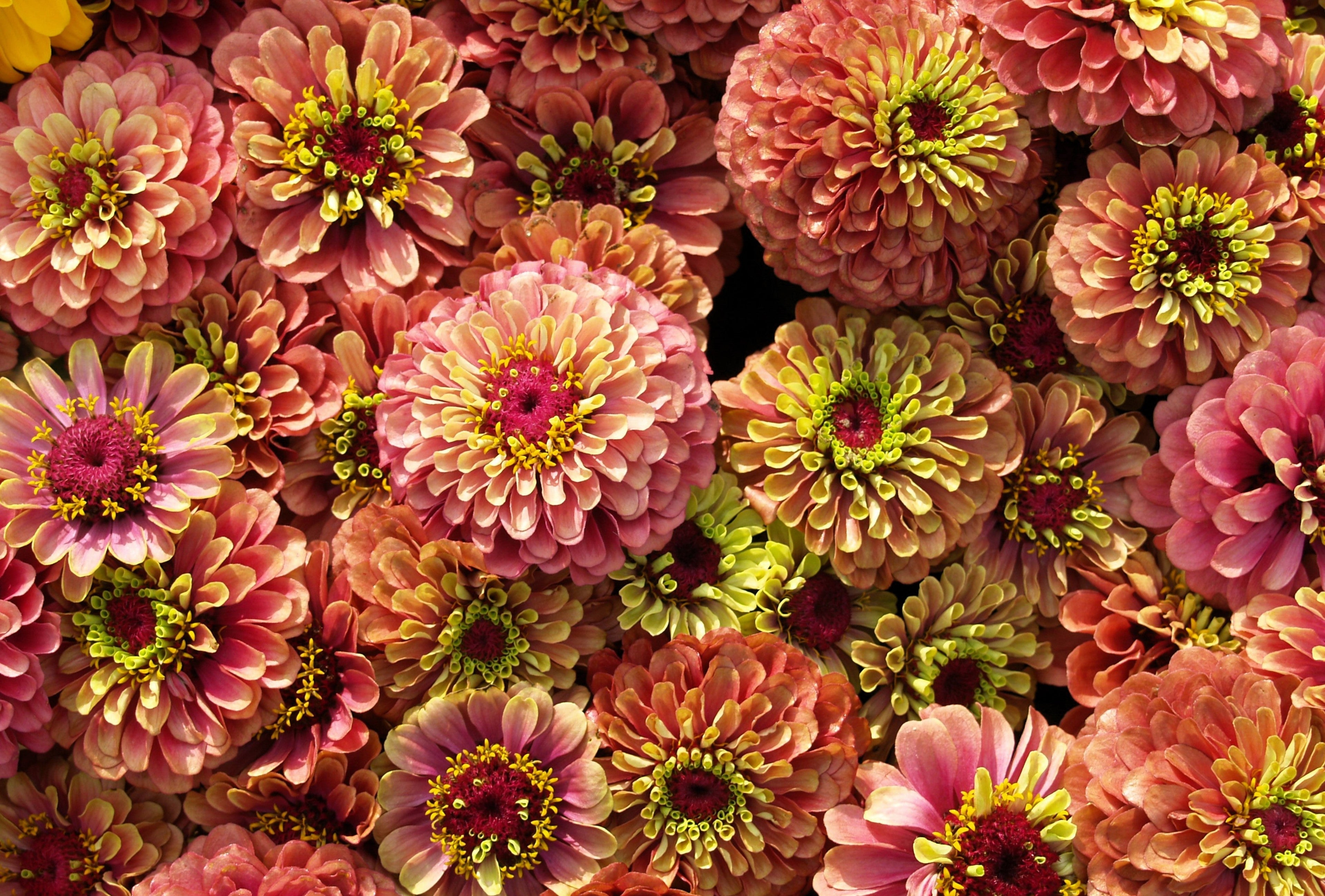 250 ZIN MASTER ZINNIA Mix Elegans Mixed Colors Flower Seeds
