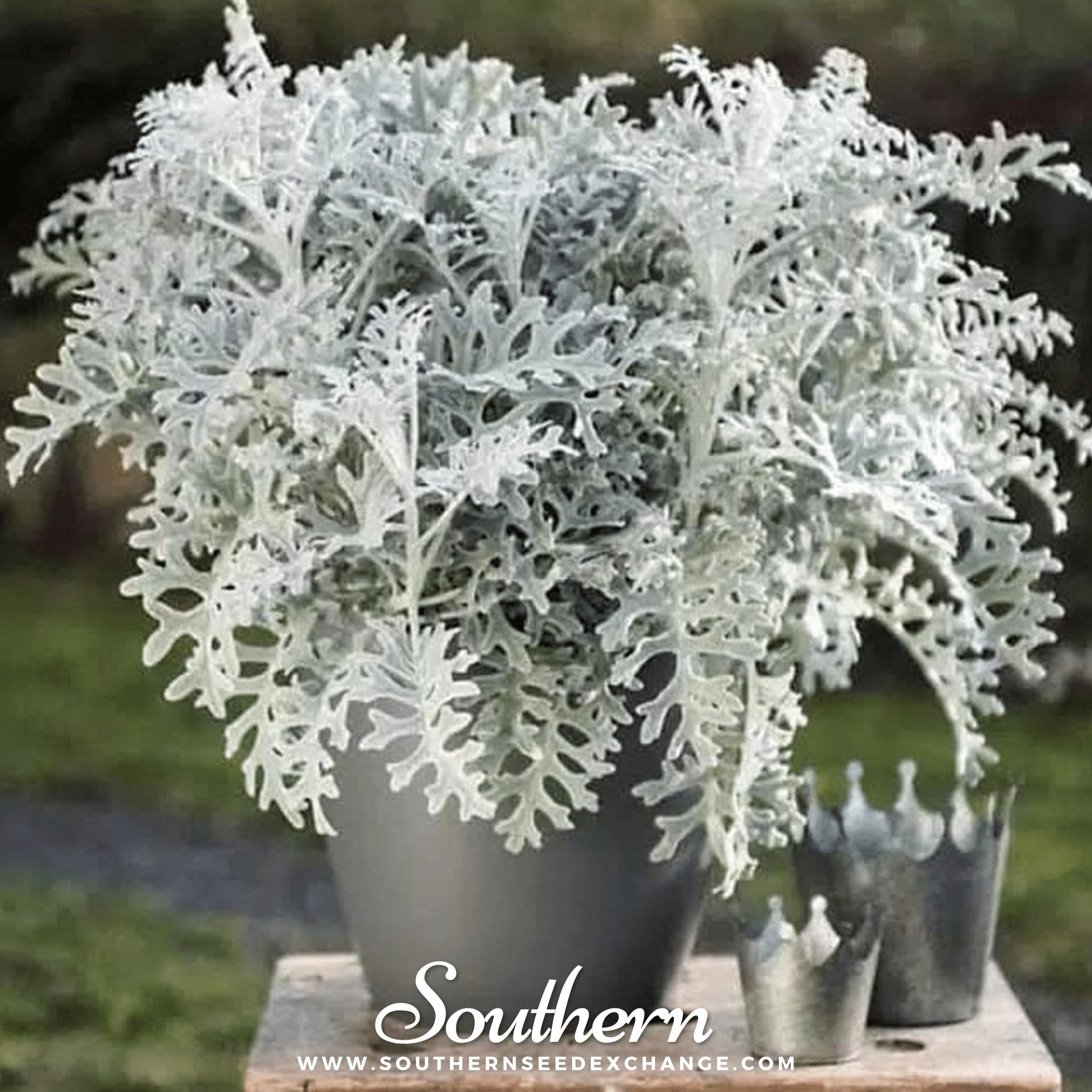 Dusty Miller Sivertown – 200 Seeds
