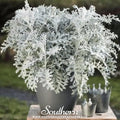 Dusty Miller Seeds - Silverdust Jacobaea maritima - Silvery Gray Foliage, Heirloom, Drought Tolerant, Low Maintenance, 200 Seeds