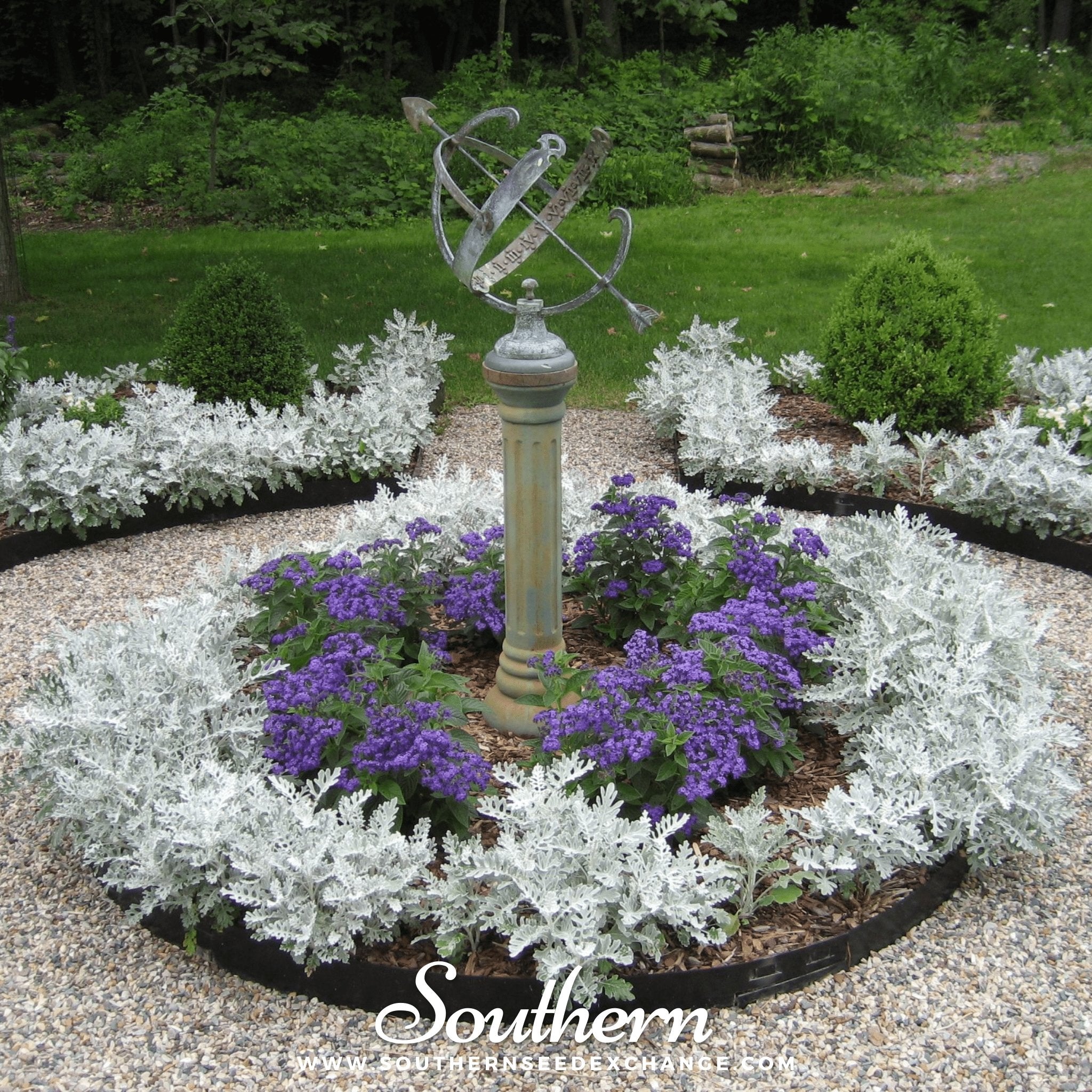 Dusty Miller Sivertown – 200 Seeds