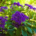 Dwarf Marine Heliotrope Seeds - Fragrant Violet Purple Flowers, Butterfly Magnet, Container Plant, Heliotropium arborescens