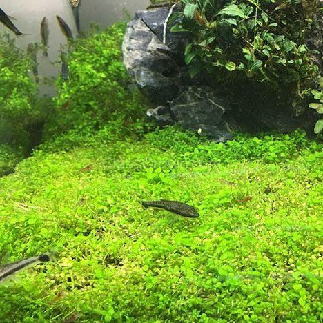 Dwarf Baby Tears (Hemianthus Callitrichoides)