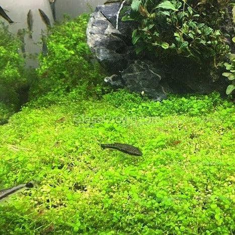Dwarf Baby Tears (Hemianthus Callitrichoides)
