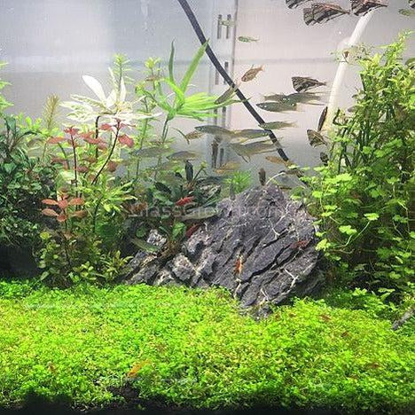 Dwarf Baby Tears (Hemianthus Callitrichoides)