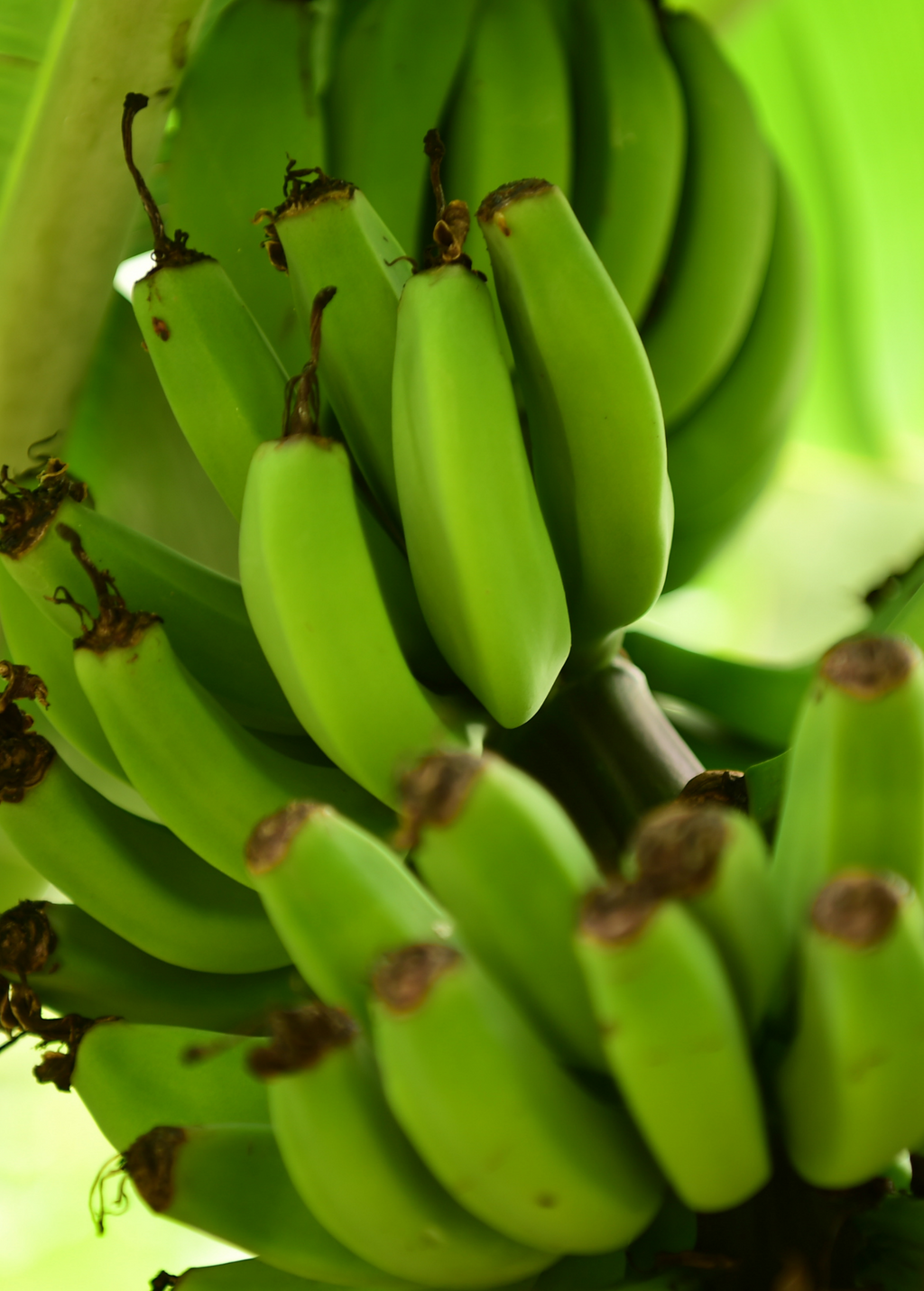Banana 'Dwarf Orinoco' (Musa acuminata)