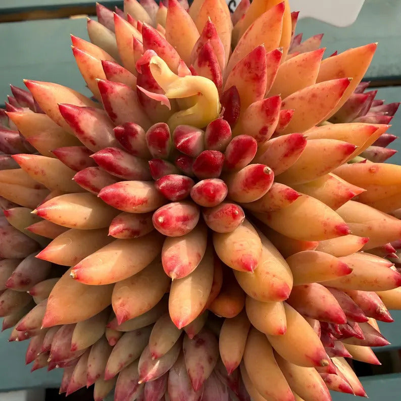 4-years Stage Rare Succulent No. EDY128-0020, Echeveria  ’Pink Cherry' Gen 2, Boutique 4.3" Big WYSIWYG Living Succulent