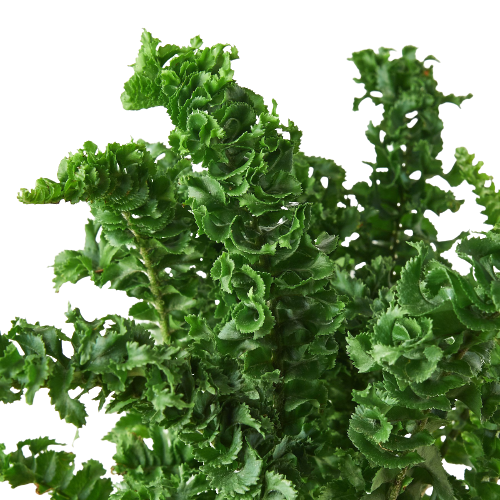 Fern 'Emina' | Curly Boston Fern for Hanging Displays | House Plant Shop