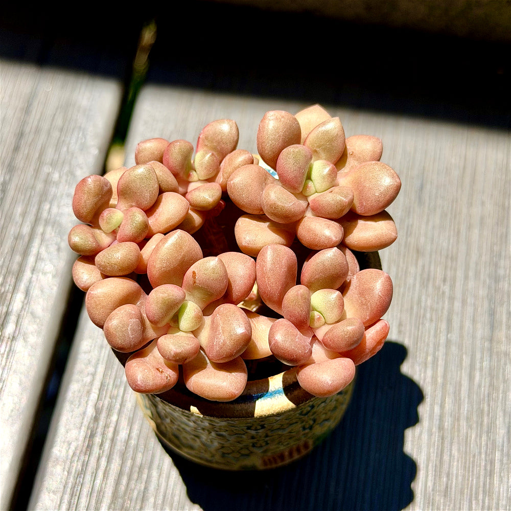xGraptoveria 'Avant-garde' Clump-forming - 3-6 Heads Succulents Approx. 3"-3.5" in Diameter